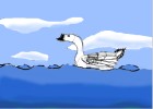 Swan in water.