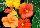 Tropical Colored Flowers