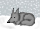 Wolfy lying in the Snow