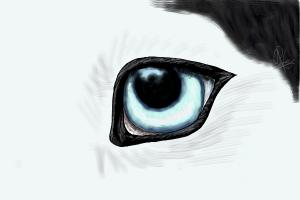 A husky eye