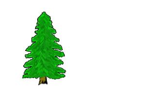 basic pine tree