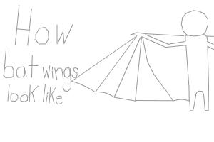 how bat wings look like