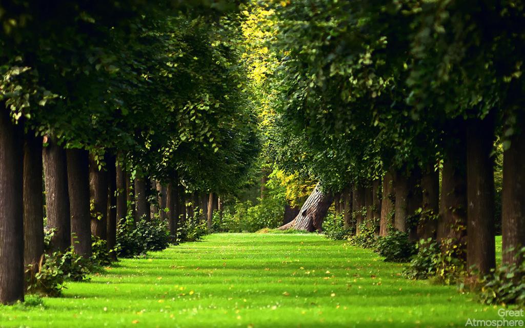 amazing-landscapes-nature-perspective-summer-2013-green-trees-grass-wallpaper-photography