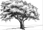 How to Draw Trees With Pencil