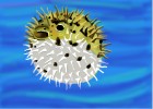 How to Draw a Puffer Fish