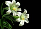 How to Draw Easter Lilies