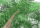 How to Draw a Palm Tree Close Up