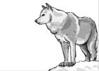 How to Draw Wolf