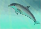 How to Draw a Bottlenose Dolphin