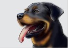 How to Draw a Rottweiler Dog
