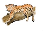 How to Draw a Leopard