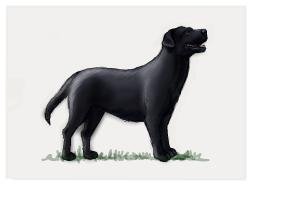 How to Draw a Black Labrador Retriever