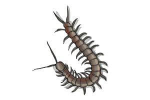 How to Draw a Centipede