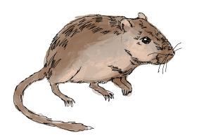 How to Draw a Gerbil