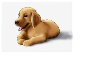 How To Draw A Golden Retriever Easy Step By Step