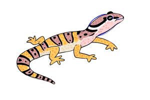 leopard gecko drawing