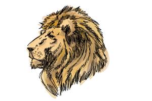 How to Draw a Lion Head - DrawingNow - 300 x 200 jpeg 11kB