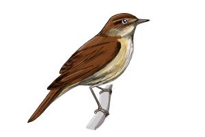 How to Draw a Nightingale Bird