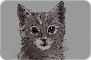 How to Draw a Realistic Kitten