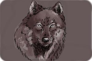 How to Draw a Realistic Wolf