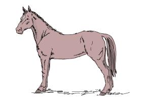 How to Draw an Easy Horse