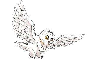 How to Draw Hedwig from Harry Potter