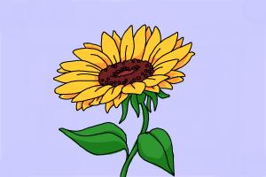  How To Draw Sunflowers In A Vase  The ultimate guide 