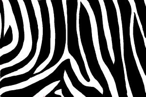 How to Draw Zebra Print