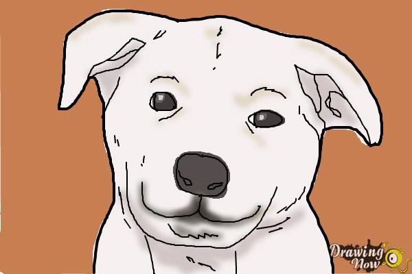 How to Draw a Dog Face - DrawingNow