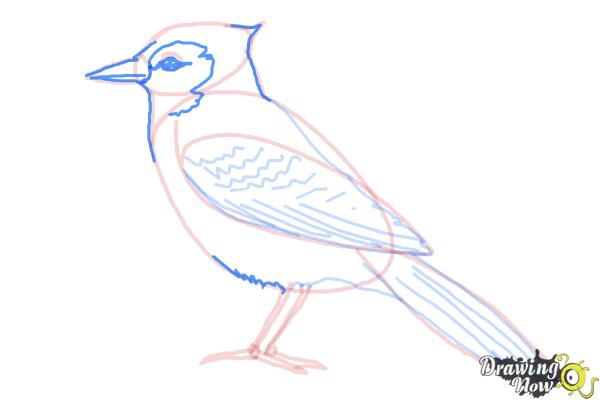 Blue jay drawing 02, How to draw Blue Jay outline drawing step by step