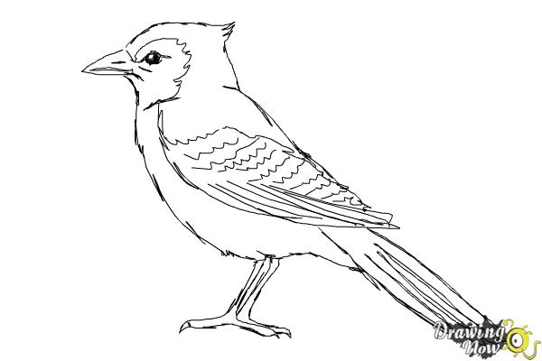 Blue jay bird outline drawing, How to draw Blue jay step by step, Outline  drawings