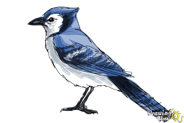 Learn How to Draw a Blue Jay Bird for Kids Animals for Kids Step by Step   Drawing Tutorials