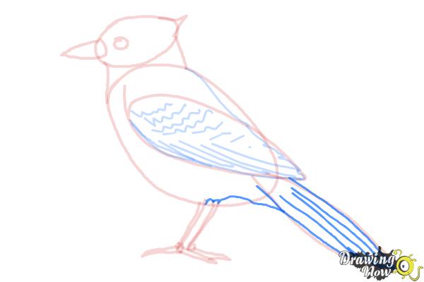 Blue jay drawing 02  How to draw Blue Jay outline drawing step by