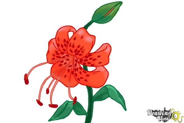 Tiger Lily Flower Drawing | Best Flower Site