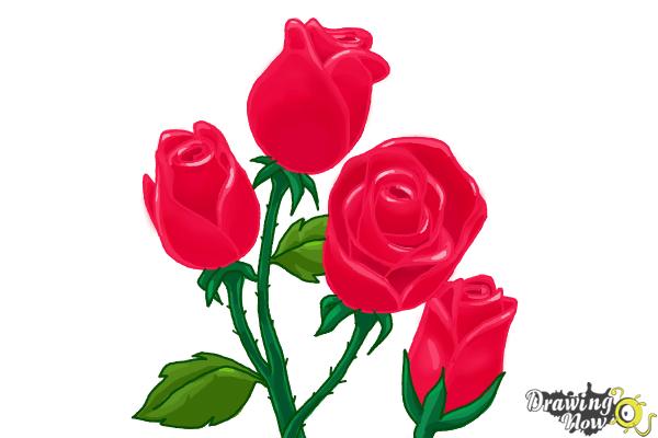 How To Draw Roses Step By Step Drawingnow