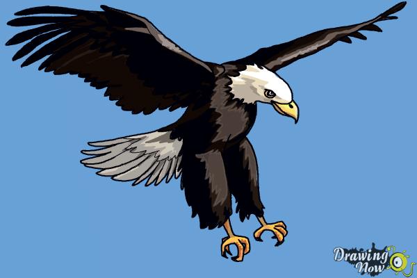 how to draw a eagle