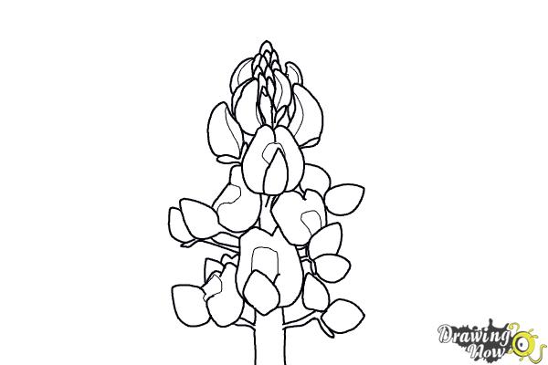 bluebonnet drawing black and white