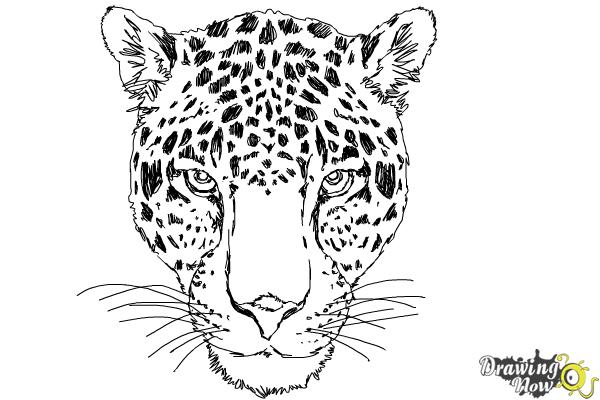 How To Draw A Realistic Cheetah