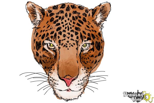 how to draw a cheetah face step 16