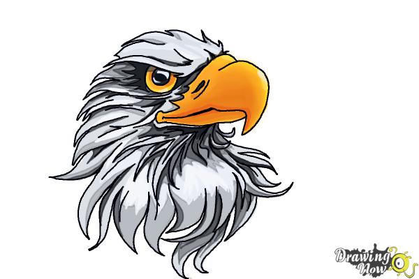 How to Draw an Eagle Head - DrawingNow