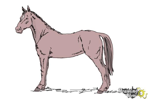 How to Draw an Easy Horse  DrawingNow