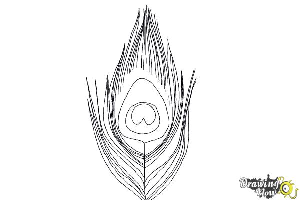 Feather Isolated Transparent Image - Peacock Feather Line Art, HD Png  Download , Transparent Png Image - PNGitem