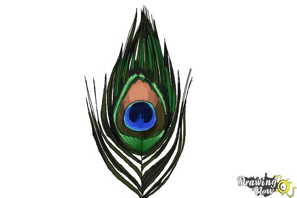 Beauty peacock feather hand drawing Royalty Free Vector