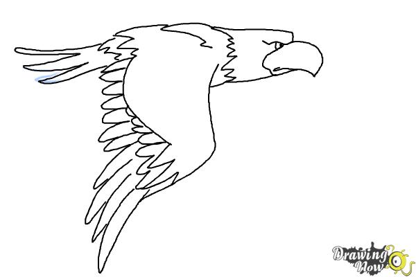 How to Draw a Golden Eagle