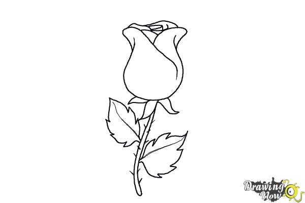 How to Draw a Rose Easy - DrawingNow