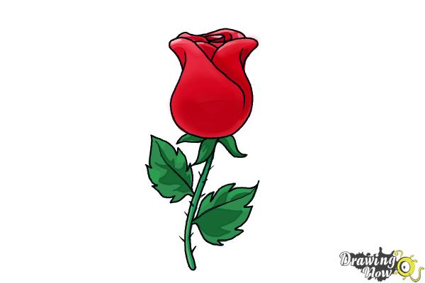 How To Draw A Rose Easy Drawingnow