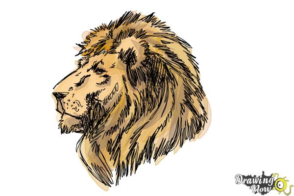 Male lion big cat head drawing Royalty Free Vector Image