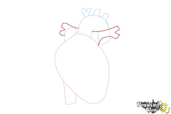 How to Draw a Human Heart - Step 5