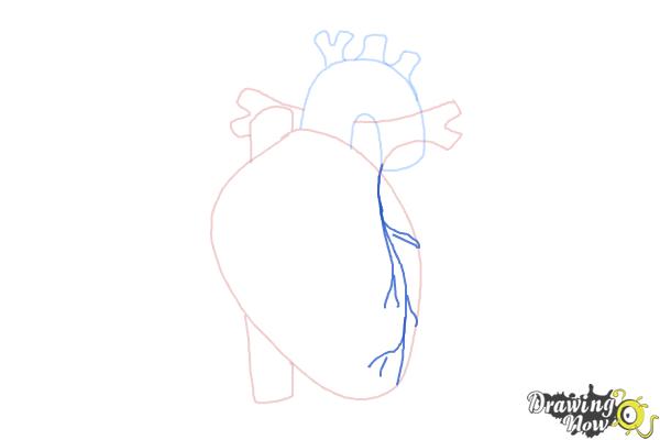 How to Draw a Human Heart - Step 6