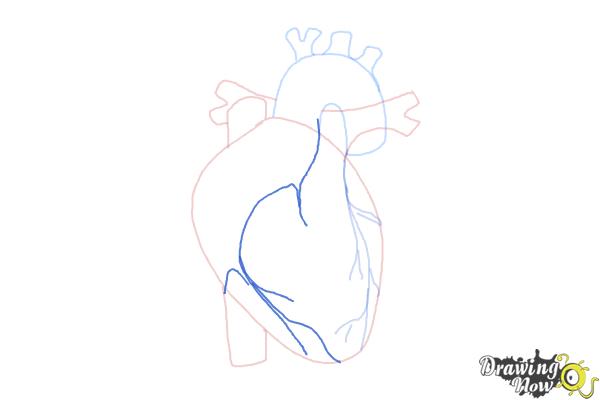 How to Draw a Human Heart - Step 7